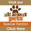 All about Pets